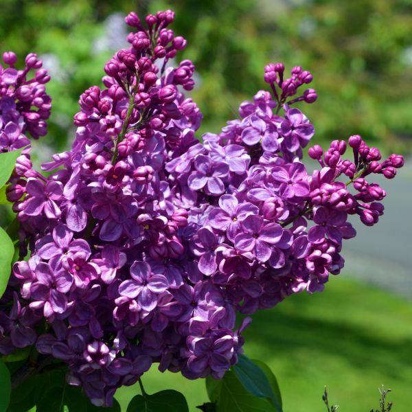 Agincourt Beauty Lilac