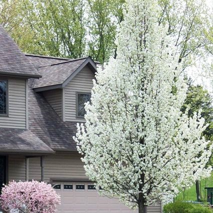 Cleveland Flowering Pear Tree