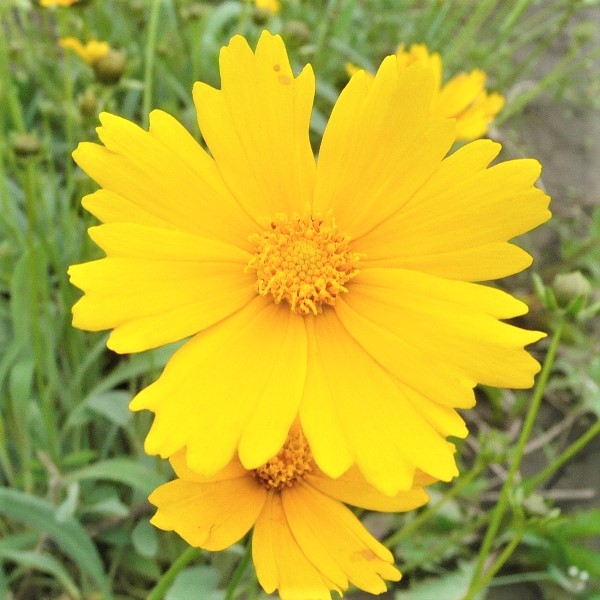 Lanceleaf Coreopsis - beautiful closeup of yellow flower