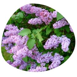 common purple lilac