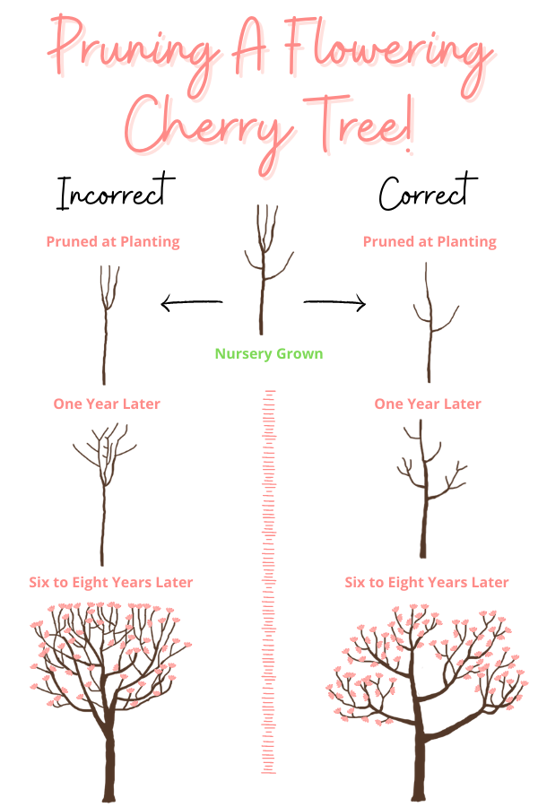 Prunning infographic