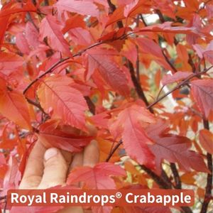 Royal Raindrops crabapple in fall