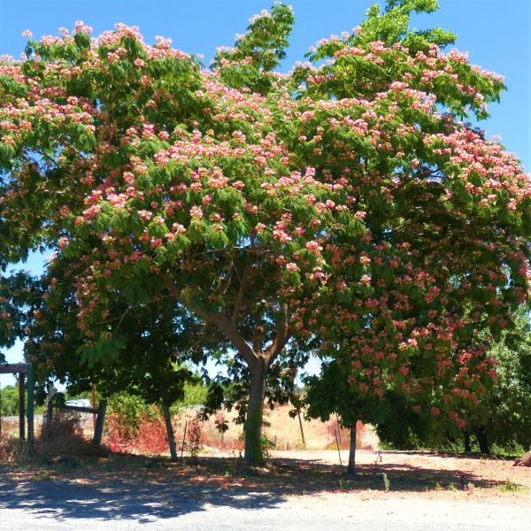 LIVE PLANTS SILK MIMOSA TREES FRAGRANT PINK FLOWERING ALBIZIA FREE SHIPPING! 