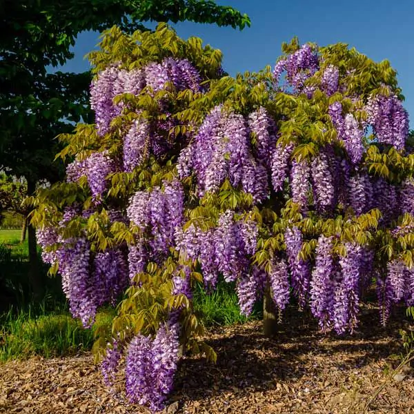 https://www.naturehills.com/media/catalog/product/cache/1710302e448e18dd210bfc60a5382668/c/o/cookes-purple-wisteria-full.webp