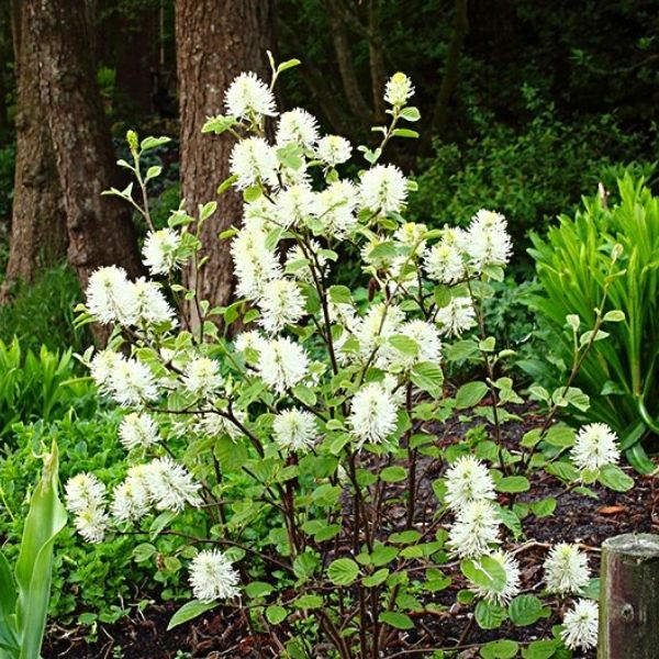 Airy Fothergilla major Mt Size Container white flowers #3 Shrub Fothergilla 