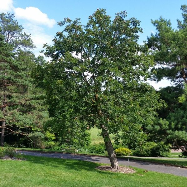 Ohio Buckeye full tree