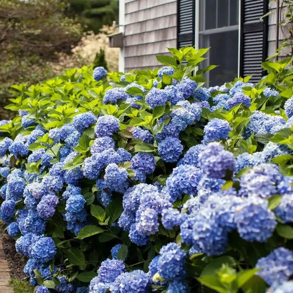 Image of Hydrangea macrophylla Endless Summer in a hedge, with blue flowers