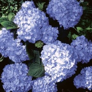 Big Daddy Hydrangea many blue blooms