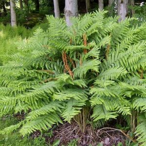 Christmas Fern Overview
