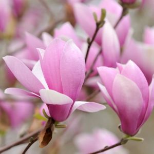 Gorgeous Jane Magnolia blossom wonderful sign of spring