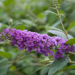 Lo & BeholdÂ® Blue Chip Butterfly Bush bloom close up