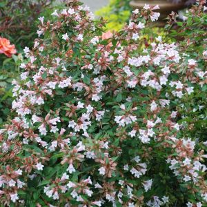 Pink Abelia Overview