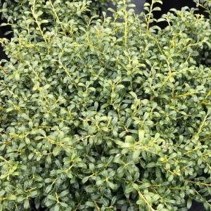 Soft Touch Japanese Holly foliage