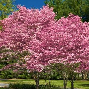 Pink Flowering Dogwood Tree