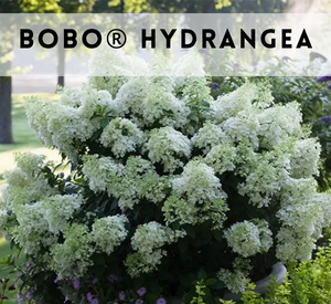 Bobo® Hydrangea