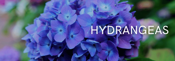 Hydrangeas