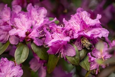 bee on bright pink azaleas