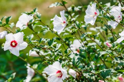 white rose of sharon bush