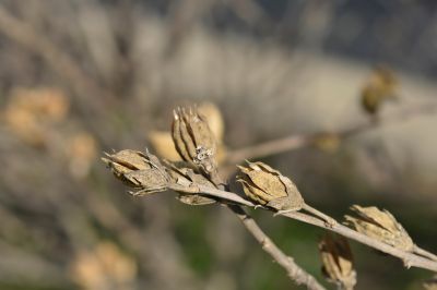 rose of sharon seed pods in winter
