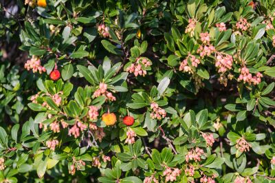 strawberry tree bell shaped flowers