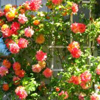 Colorful Climbing Roses on Wall