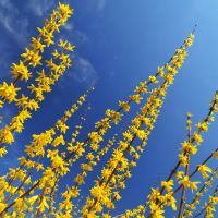 Forsythia Branches in the sky
