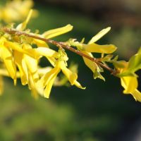 Forsythia Branch with flowers