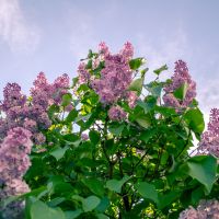 Perspective view of lilac bush