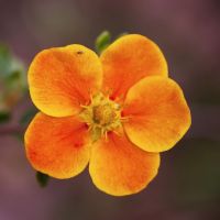 Orange and yellow potentilla flower