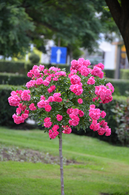 pink rose tree