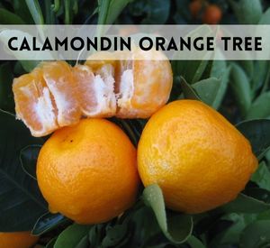 Calamondin Orange Tree