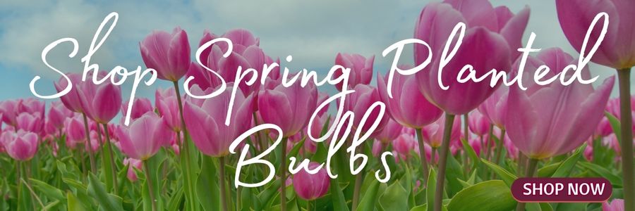 Spring Planting Bulbs are Here!