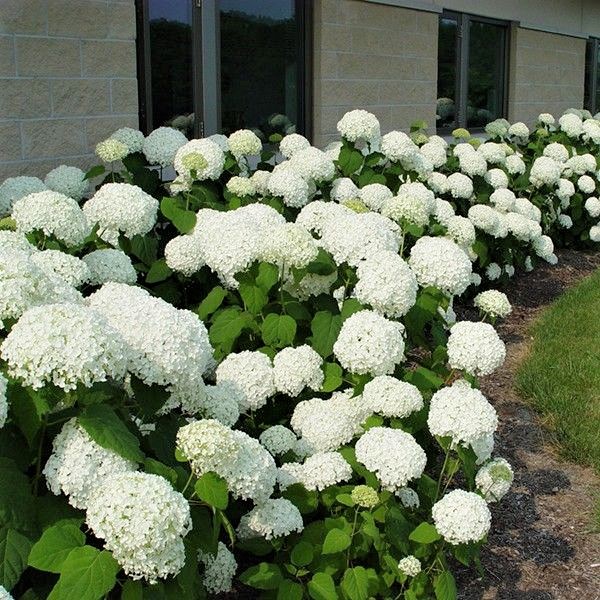 Image of Hydrangea paniculata Annabelle for sale