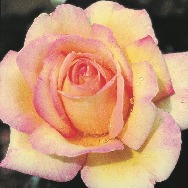 Orange/Pink Blend LOVE AND PEACE 4lt Potted Hybrid Tea Garden Bush Rose