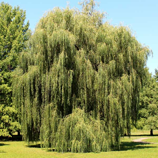 Weeping Willow Trees Naturehills Com