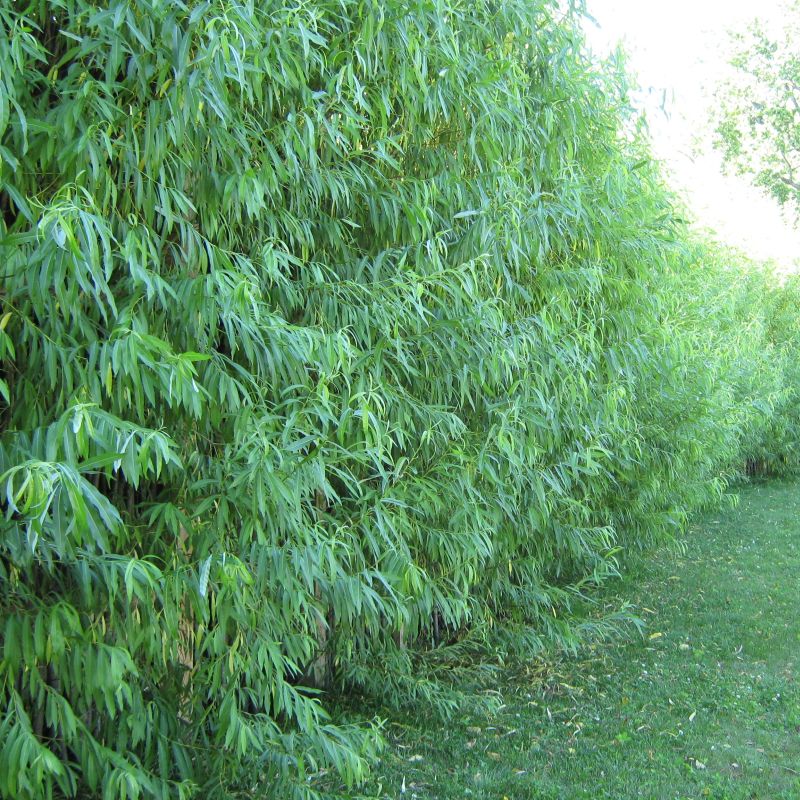 1 Hybrid Willow Austree PRIVACY Salix tree cutting Fast w instructions start 