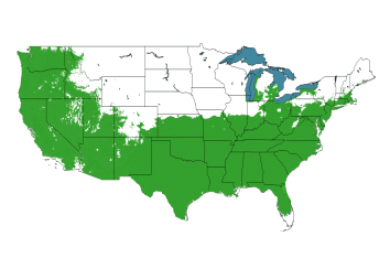 Froggie™ Bigleaf Hydrangea Is Suited to Grow in Zones 6-9